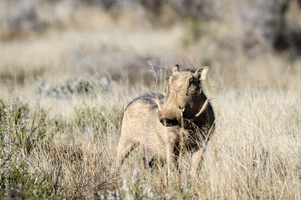 Mountain Zebra National Park, South Africa: Warthog eyeing the photographer suspiciously Mountain Zebra National Park, South Africa: Warthog eyeing the photographer suspiciously