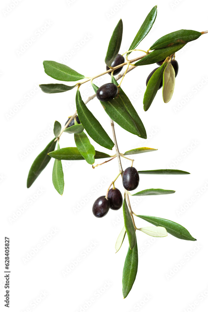 Olive branch with black olives and green leaves isolated on white background. Olive branch with black olives and green leaves isolated on white background.