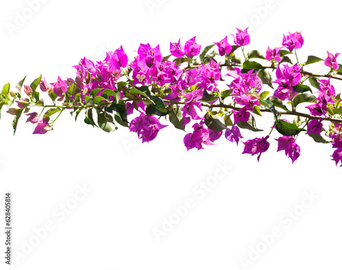 Obraz na płótnie Blooming Bougainvillea of magenta color isolated on white background. Selective focus. w salonie