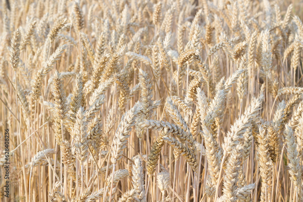 Close up view of wheat ears, field of wheat on July day. Summer harvesting period, ecological agriculture. World starvation problem.Selective focus Close up view of wheat ears, field of wheat on July day. Summer harvesting period, ecological agriculture. World starvation problem.Selective focus