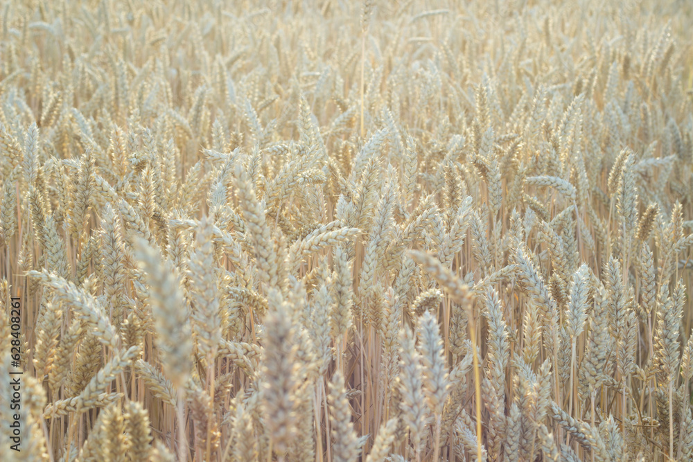 Close up view of wheat ears, field of wheat on July day. Summer harvesting period, ecological agriculture. World starvation problem due to the war in Ukraine.Selective focus Close up view of wheat ears, field of wheat on July day. Summer harvesting period, ecological agriculture. World starvation problem due to the war in Ukraine.Selective focus