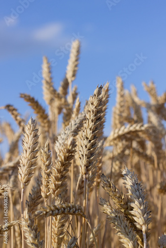 Close up view of wheat ears and blue sky, field of wheat on July day. Summer harvesting period, ecological agriculture. World starvation problem.Selective focus