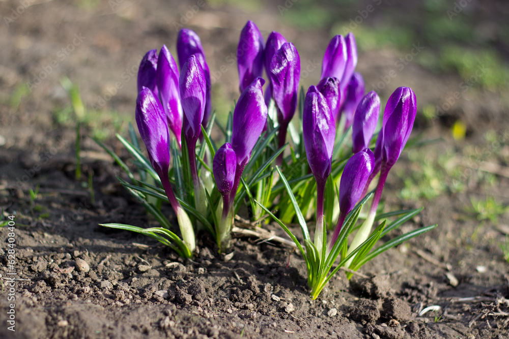 Blue (violet) crocus close up ukrainian garden, wild flower on sunny morning, image for wallpaper, calendar design, poster,wall canvas,greeting card Blue (violet) crocus close up ukrainian garden, wild flower on sunny morning, image for wallpaper, calendar design, poster,wall canvas,greeting card