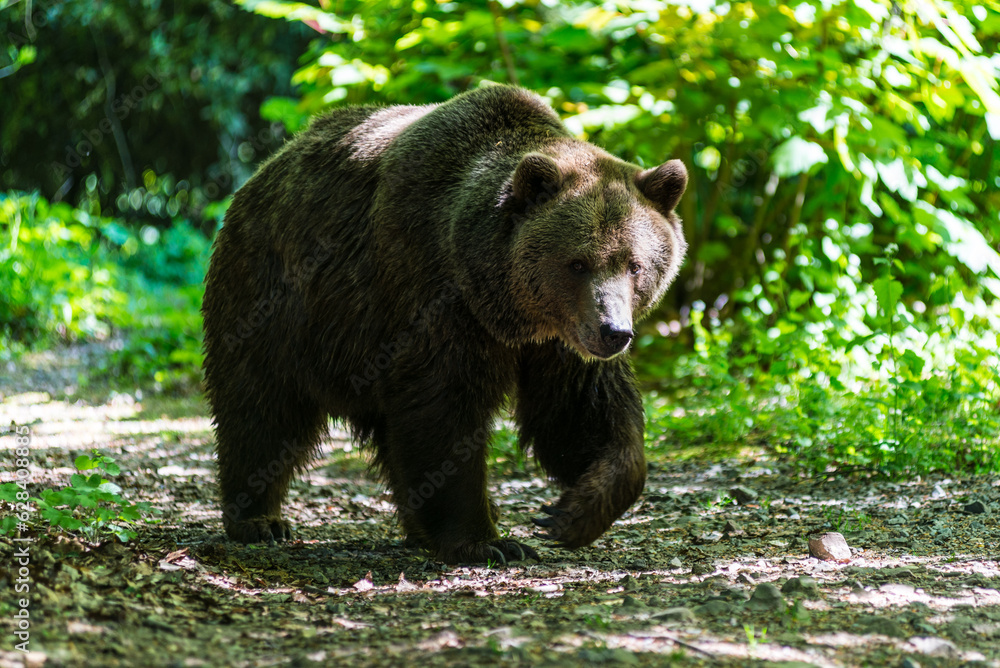 Brown bear walking on ground in nature in the Wuppertal Green Zoo in Germany. Cute big bear landscape nature background. Animal wild life. Adult brown bear in natural environment. Selective focus. Brown bear walking on ground in nature in the Wuppertal Green Zoo in Germany. Cute big bear landscape nature background. Animal wild life. Adult brown bear in natural environment. Selective focus.