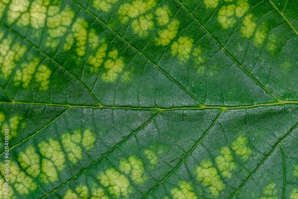 green leaf with water drops - obrazy, fototapety, plakaty 