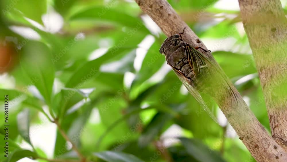 木にとまって激しく鳴くクマゼミ