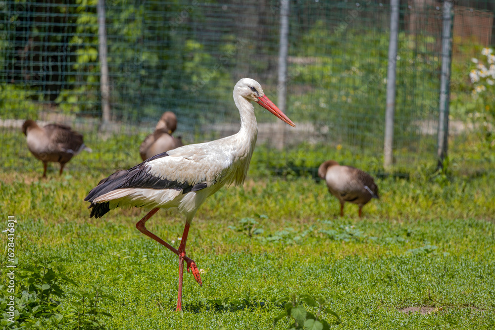 Fototapeta premium A beautiful stork standing on the grass