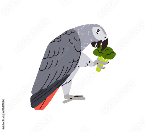 Congo grey parrot eating food vegetable. Exotic tropical bird with broccoli. ...