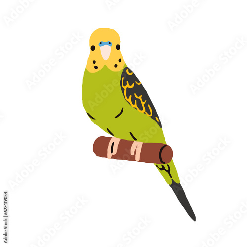 Cute budgerigar. Exotic budgie, tropical parrot sitting on perch. Funny adorable little jungle bird, green-feathered shell parakeet on branch. Flat vector illustration isolated on white background