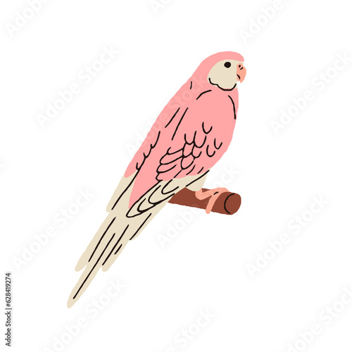 Cute Bourke, sundown parrot. Exotic pink-bellied parakeet. Tropical jungle bird sitting on perch. Funny birdie, Neopsephotus bourkii species. Flat vector illustration isolated on white background