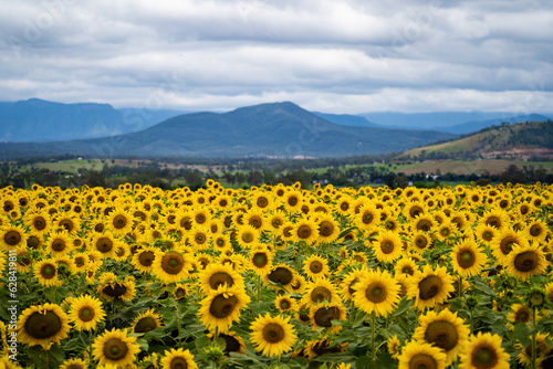 field of sunflowers