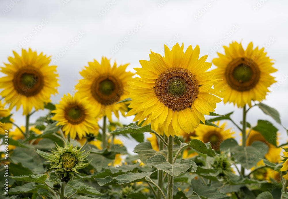 field of sunflowers in the summer