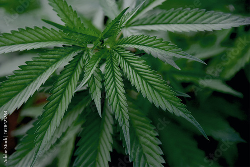 Fototapeta Naklejka Na Ścianę i Meble -  Indoor grow hemp, leaf, Cannabis Marijuana plant background in farm plantations.