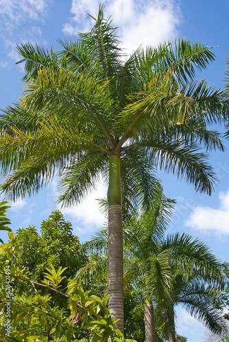 cuban Royale palm Inside the botanical garden  Mahe Seychelles