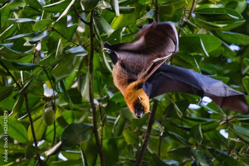 Seychelels fruit bat flying from the tree, Mahe Seychelles