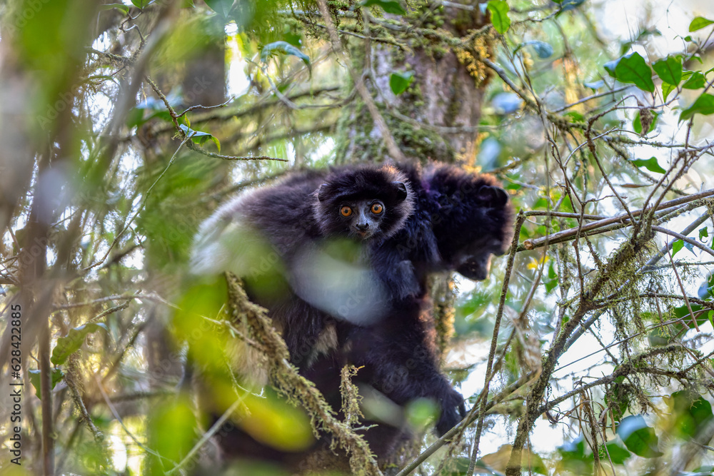 Fototapeta premium Lemur with baby on the back, Milne-Edwards's sifaka (Propithecus edwardsi) or Milne-Edwards's simpona. Endangered endemic animal in rainforest. Ranomafana National Park. Madagascar wildlife animal.