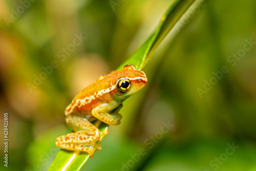 Boophis elenae, endemic species of frog in the family Mantellidae, Ranomafana National Park, Madagascar wildlife animal photo