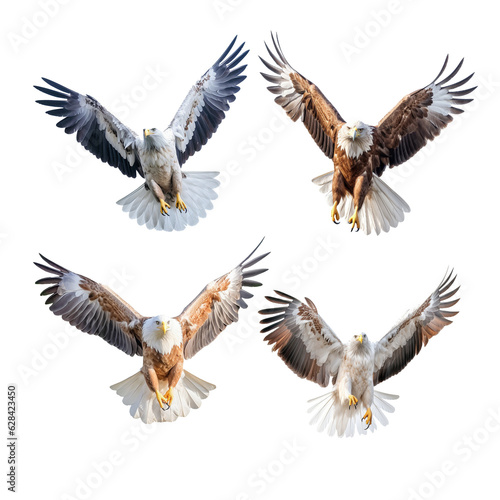 eagle in flight isolated © PNG River Gfx