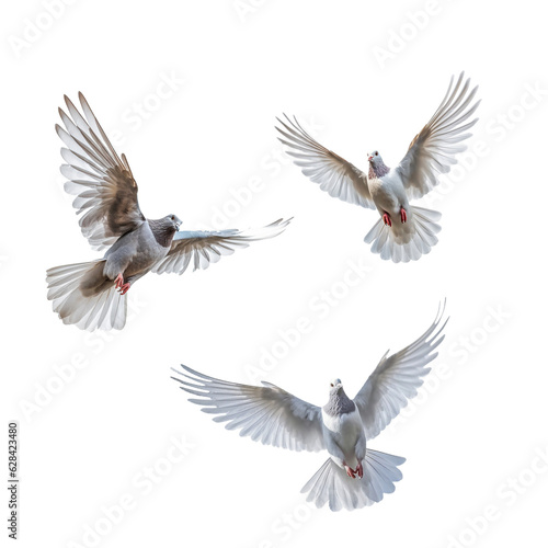 pigeon isolated on white background