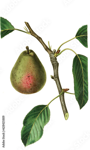 Birne, Birnensorte, Seckel pear or sugar pear is a small, very sweet cultivar of pear believed to have originated in Pennsylvania 