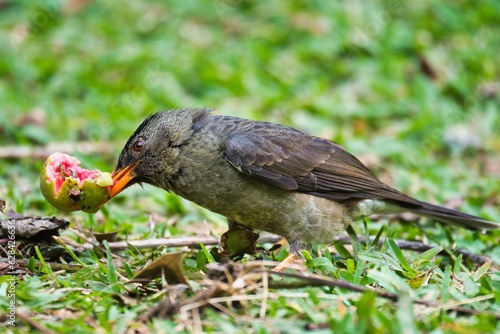 Wallpaper Mural Seychelles endemic bulbul bird eating guava on the ground, Mahe Seychelles Torontodigital.ca