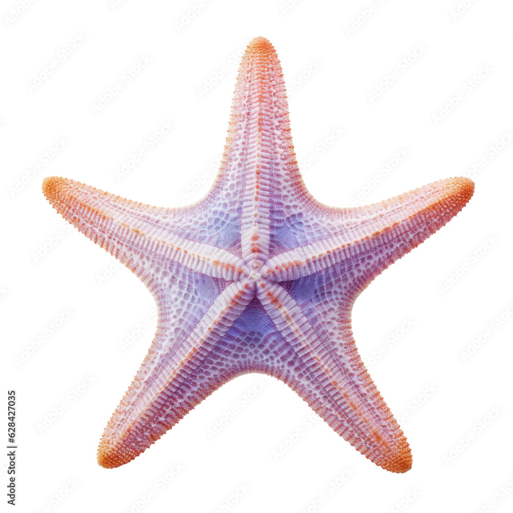 pastel starfish isolated on transparent background cutout pastel starfish isolated on transparent background cutout