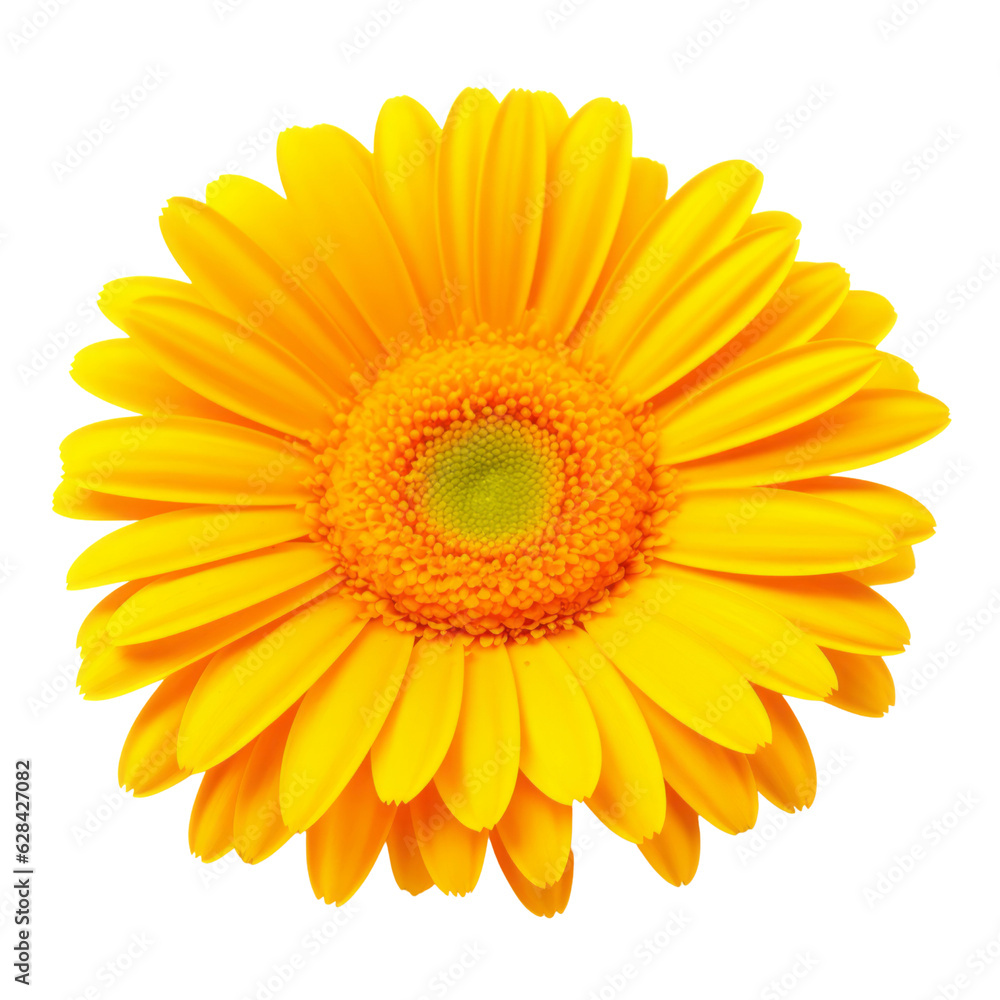 yellow flower isolated on transparent background cutout yellow flower isolated on transparent background cutout