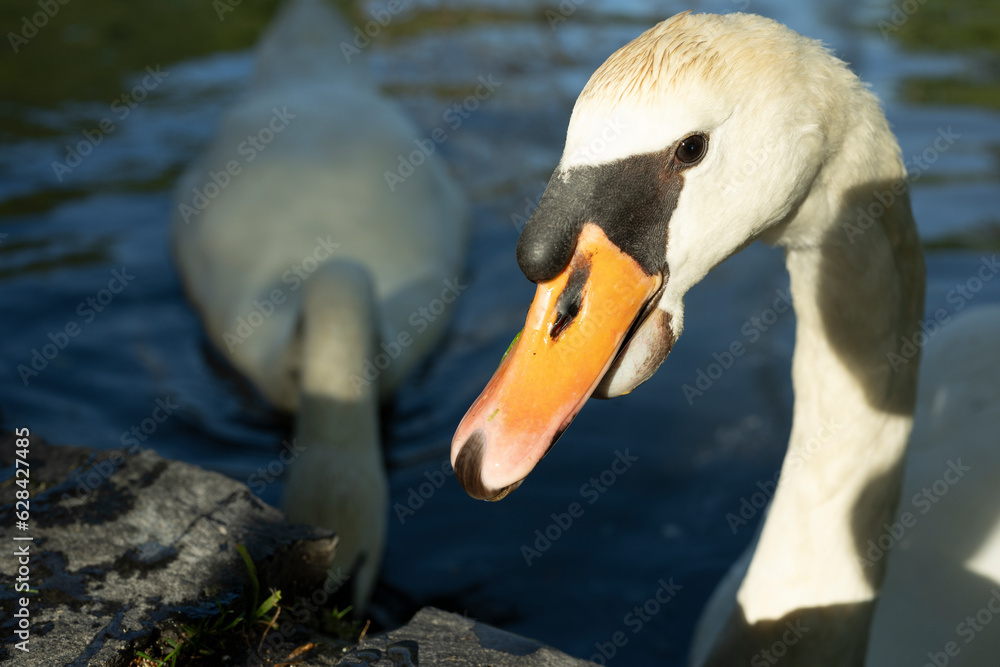 Obraz premium schwan close up