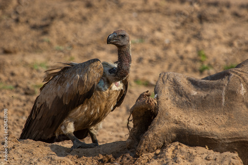 African White-backed vulture waiting at buffalo carcass