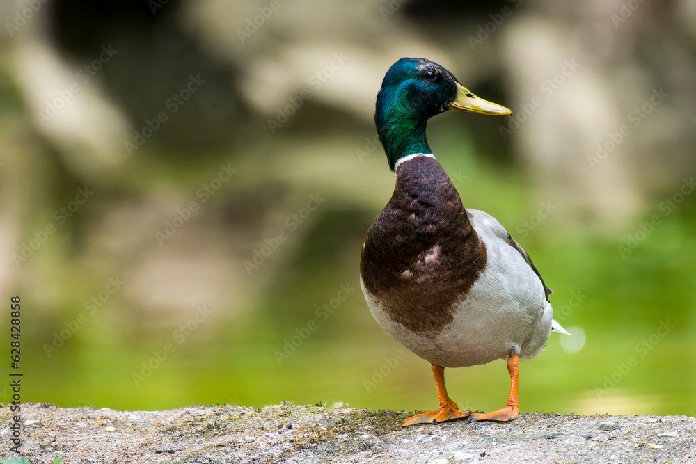 Stockenten Erpel im Frühjahr in der Spree bei der Futtersuche in der Mauser Stockenten Erpel im Frühjahr in der Spree bei der Futtersuche in der Mauser