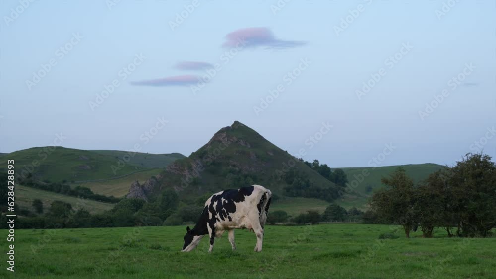 Black and white spotted cow grazing in the British countryside, in Slow Motion. Cow on a grassy field in the Peak District, England, with scenic hills in the background.