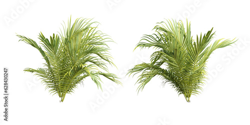 isolated plant and tropical leaves on transparent background © png