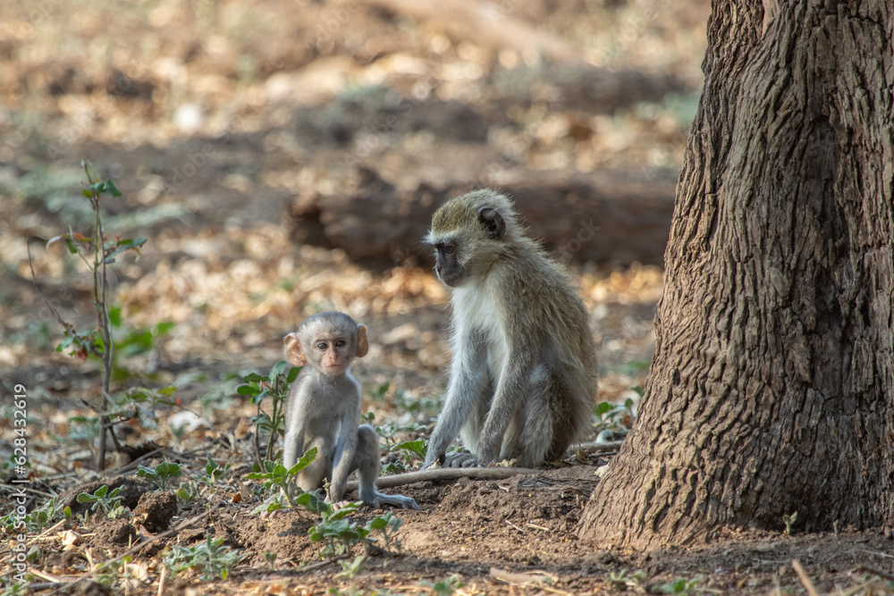 Naklejka premium Vervet monkey with baby