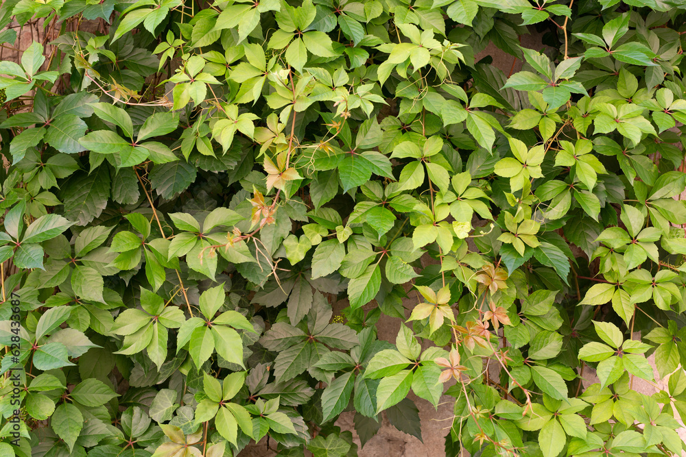 Green folCreeper growing across a wall in Pisaiage Italy Green folCreeper growing across a wall in Pisaiage Italy