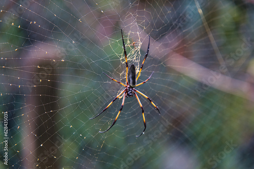 Seychelles palm spider on the web, beautiful black and gold colour, closeup shot, Mahe Seychelles