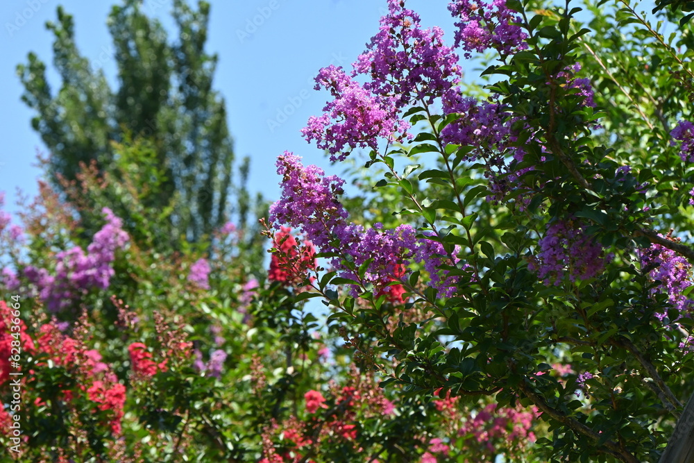 Crape myrtre flowers. Lythraceae deciduous tree. It blooms red, white, and pink flowers from July to October.