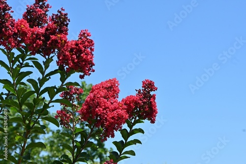 Crape myrtre flowers. Lythraceae deciduous tree. It blooms red, white, and pink flowers from July to October.