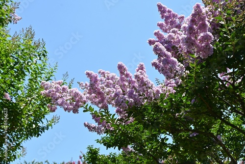 Crape myrtre flowers. Lythraceae deciduous tree. It blooms red, white, and pink flowers from July to October.