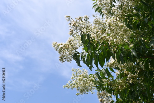 Crape myrtre flowers. Lythraceae deciduous tree. It blooms red, white, and pink flowers from July to October.