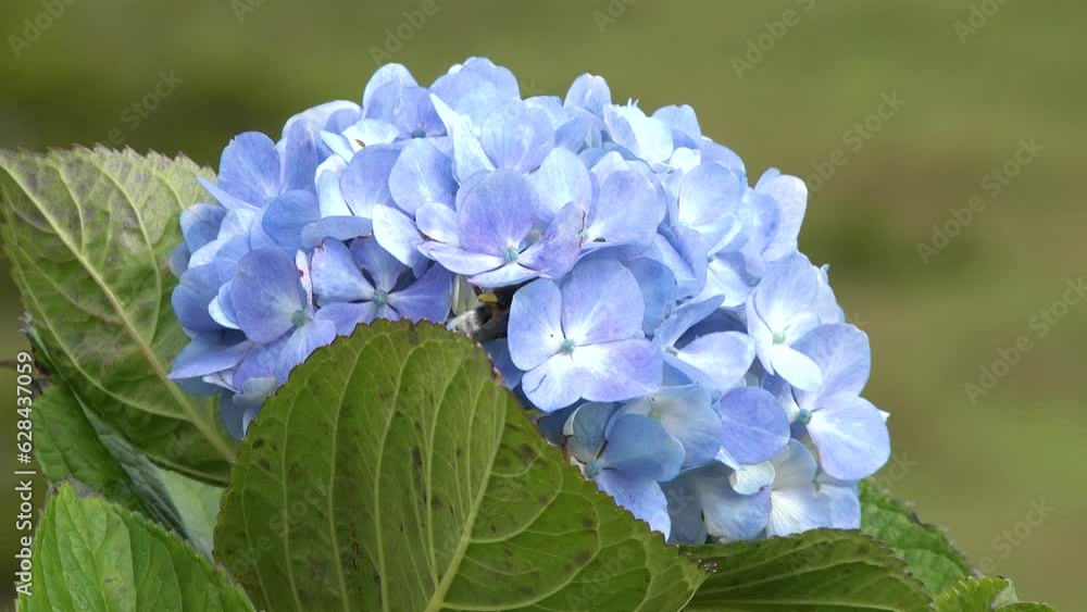 Flowers. Hydrangea flower blooming in spring and summer in the garden. Beautiful bush of hortensia flowers.