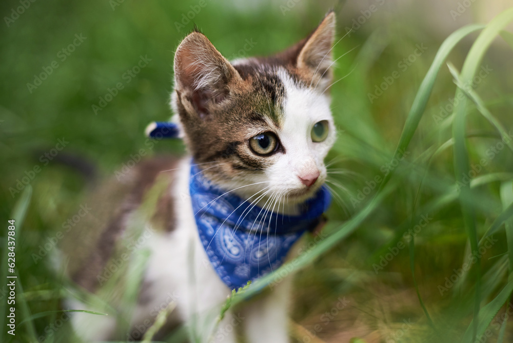 Cute kitten in a scarf in the grass in summer.
