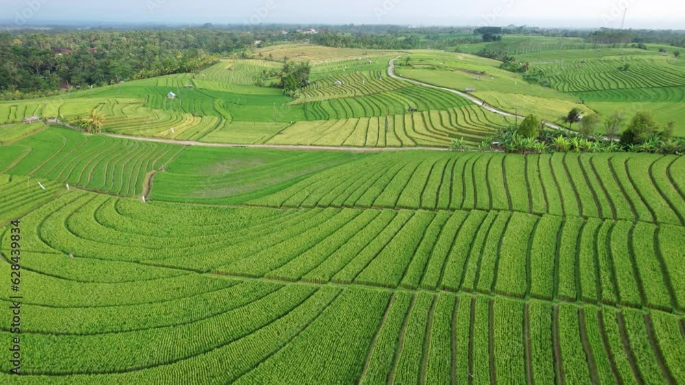 Scenic rice terraces of Bali Island, aerial shot of lined fields on rolling landscape. Green and yellow-green grass on paddy. Large cooperative cultivated land at Belimbing area Scenic rice terraces of Bali Island, aerial shot of lined fields on rolling landscape. Green and yellow-green grass on paddy. Large cooperative cultivated land at Belimbing area