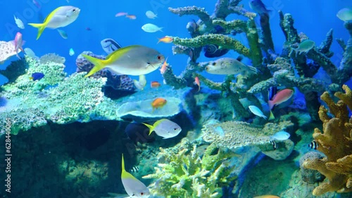 しながわ水族館