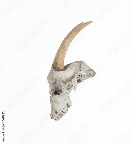 skull with goat horns isolated on white background