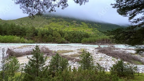 The fog is spreading over the pine forest. Branches of fir trees against the background of a mountain river on a foggy day. Morning in the mountains in rainy cloudy weather. North Ossetia. Digor Gorge photo