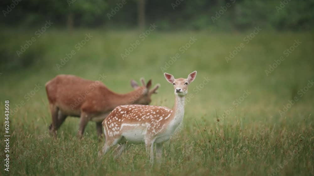 Deer doe with buck grazing in the background in Farran Park Cork Ireland Deer doe with buck grazing in the background in Farran Park Cork Ireland