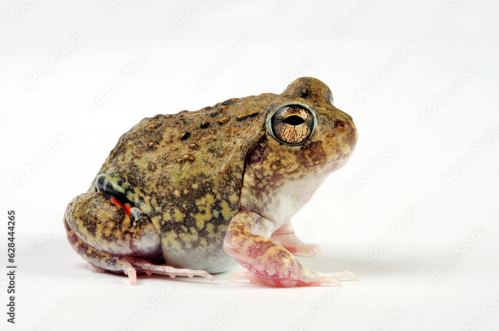 Fototapeta premium Colombian four-eyed frog // Kolumbianischer Vieraugenfrosch (Pleurodema brachyops)