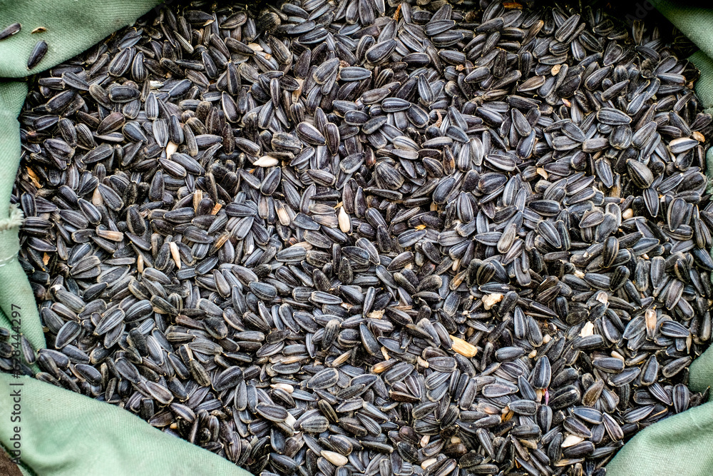 old sack full of freshly picked sunflower seeds old sack full of freshly picked sunflower seeds