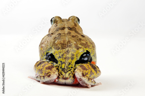Colombian four-eyed frog // Kolumbianischer Vieraugenfrosch (Pleurodema brachyops)