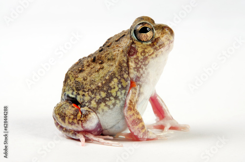 Colombian four-eyed frog // Kolumbianischer Vieraugenfrosch (Pleurodema brachyops) photo